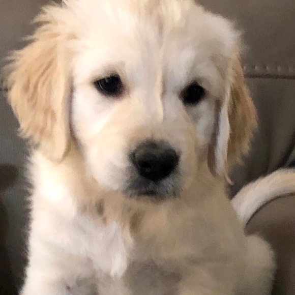 Meet your Posher, Sherri - Picture 1 of 1